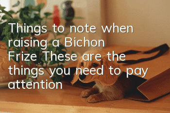Things to note when raising a Bichon Frize: These are the things you need to pay attention to