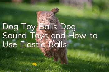 Dog Toy Balls Dog Sound Toys and How to Use Elastic Balls