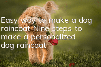 Easy way to make a dog raincoat Nine steps to make a personalized dog raincoat