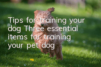 Tips for training your dog Three essential items for training your pet dog
