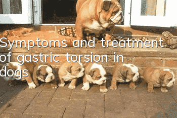 Symptoms and treatment of gastric torsion in dogs