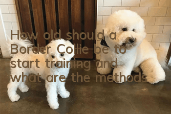 How old should a Border Collie be to start training, and what are the methods?