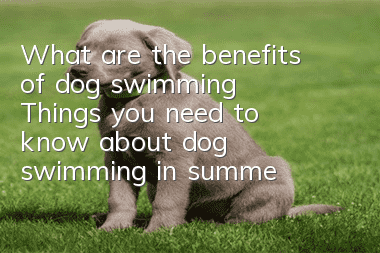 What are the benefits of dog swimming? Things you need to know about dog swimming in summer