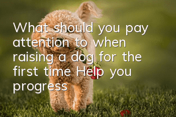 What should you pay attention to when raising a dog for the first time? Help you progress from a novice to a qualified dog shovel
