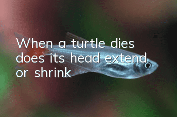 When a turtle dies, does its head extend or shrink?