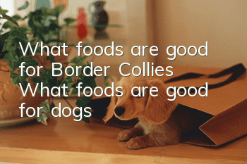 What foods are good for Border Collies? What foods are good for dogs?