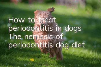 How to treat periodontitis in dogs? The nemesis of periodontitis dog diet
