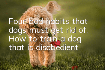Four bad habits that dogs must get rid of. How to train a dog that is disobedient?