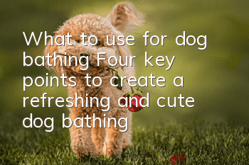 What to use for dog bathing? Four key points to create a refreshing and cute dog bathing