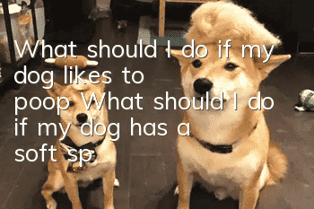 What should I do if my dog likes to poop? What should I do if my dog has a soft spot for poop?