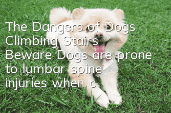 The Dangers of Dogs Climbing Stairs Beware: Dogs are prone to lumbar spine injuries when climbing stairs