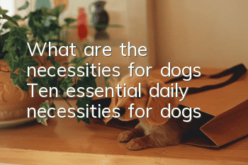 What are the necessities for dogs? Ten essential daily necessities for dogs