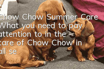 Chow Chow Summer Care What you need to pay attention to in the care of Chow Chow in all seasons