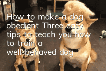 How to make a dog obedient? Three easy tips to teach you how to train a well-behaved dog