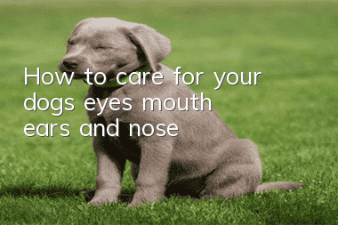 How to care for your dog’s eyes, mouth, ears and nose