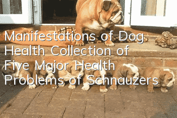 Manifestations of Dog Health: Collection of Five Major Health Problems of Schnauzers
