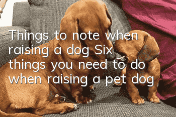 Things to note when raising a dog: Six things you need to do when raising a pet dog