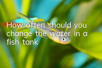 How often should you change the water in a fish tank?