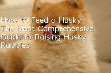How to Feed a Husky The Most Comprehensive Guide to Raising Husky Puppies