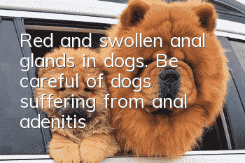 Red and swollen anal glands in dogs. Be careful of dogs suffering from anal adenitis