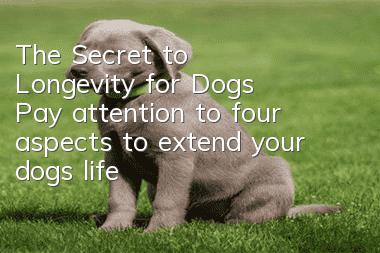 The Secret to Longevity for Dogs: Pay attention to four aspects to extend your dog’s life