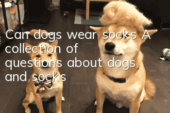 Can dogs wear socks? A collection of questions about dogs and socks
