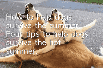 How to help dogs survive the summer. Four tips to help dogs survive the hot summer.