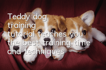 Teddy dog training tutorial teaches you the best training time and techniques