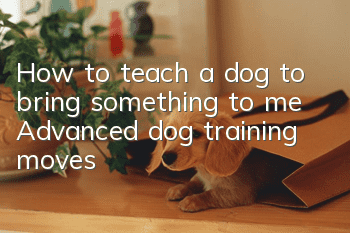 How to teach a dog to bring something to me? Advanced dog training moves