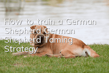 How to train a German Shepherd German Shepherd Taming Strategy