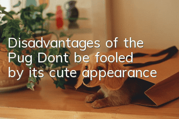 Disadvantages of the Pug: Don’t be fooled by its cute appearance