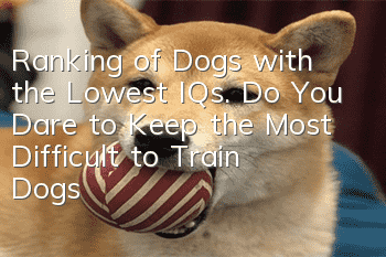 Ranking of Dogs with the Lowest IQs. Do You Dare to Keep the Most Difficult to Train Dogs?