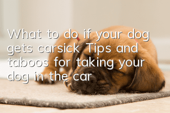 What to do if your dog gets carsick? Tips and taboos for taking your dog in the car