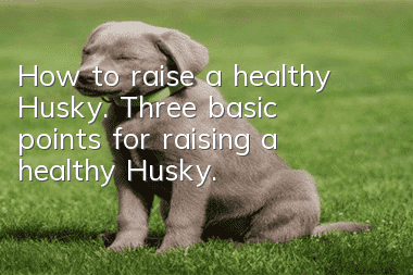 How to raise a healthy Husky. Three basic points for raising a healthy Husky.