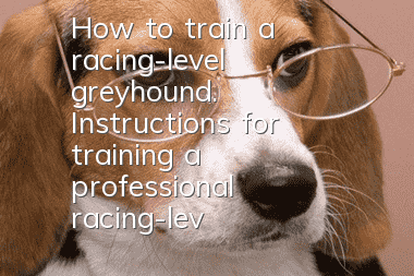 How to train a racing-level greyhound. Instructions for training a professional racing-level greyhound.