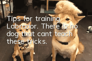 Tips for training Labrador. There is no dog that can’t teach these tricks.