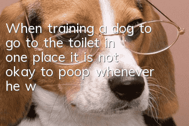 When training a dog to go to the toilet in one place, it is not okay to poop whenever he wants!