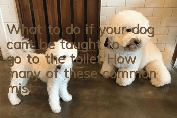 What to do if your dog can’t be taught to go to the toilet? How many of these common mistakes have you made in training?