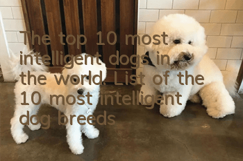 The top 10 most intelligent dogs in the world. List of the 10 most intelligent dog breeds in the world.