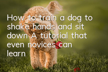 How to train a dog to shake hands and sit down? A tutorial that even novices can learn!