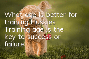 What age is better for training Huskies? Training age is the key to success or failure.