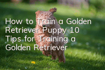 How to Train a Golden Retriever Puppy 10 Tips for Training a Golden Retriever