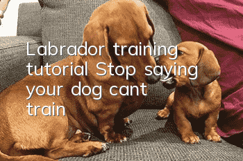 Labrador training tutorial: Stop saying your dog can’t train!