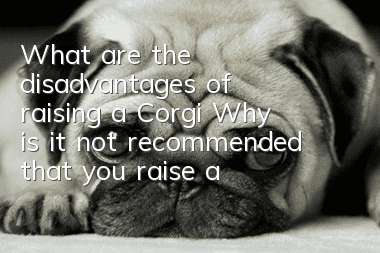 What are the disadvantages of raising a Corgi? Why is it not recommended that you raise a Corgi?