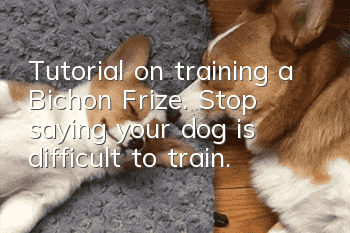 Tutorial on training a Bichon Frize. Stop saying your dog is difficult to train.