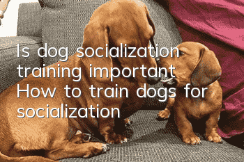 Is dog socialization training important? How to train dogs for socialization