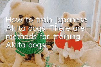 How to train Japanese Akita dogs. There are methods for training Akita dogs.