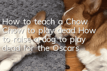 How to teach a Chow Chow to play dead? How to raise a dog to play dead for the Oscars?