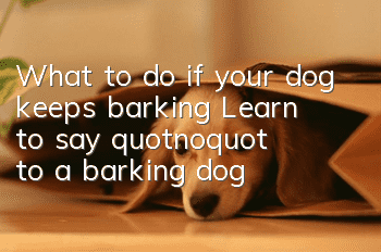 What to do if your dog keeps barking? Learn to say "no" to a barking dog