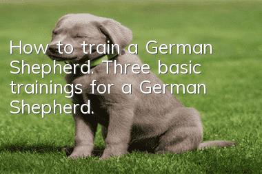 How to train a German Shepherd. Three basic trainings for a German Shepherd.